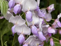 Wisteria sinensis 'Carolina'