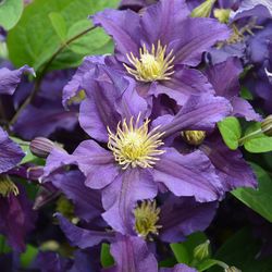 Clematis 'Friendship'