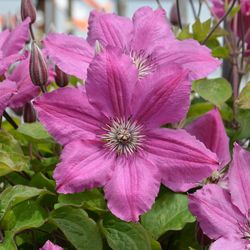 Clematis 'Pink Horizon'