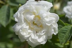 Mme. Legras de St. Germain