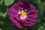 Rosier Nuits de Young