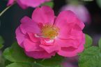 Rosier Portland ('Duchesse of Portland')