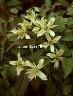Clematis montana 'Margaret Jones'