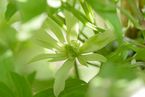 Clematis montana 'Margaret Jones'