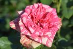 Pink Intuition