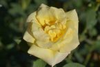 Golden Silk