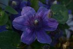 Clematis 'MON AMOUR'