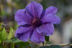 Clematis 'MON AMOUR'