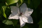 Clematis 'Tsukiko'
