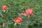 Parfum de Grasse