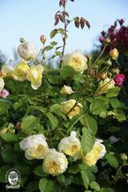 L'intemporelle Mailly Grand Cru