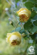 L'intemporelle Mailly Grand Cru