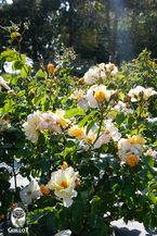 Souvenir de Robert Schuman