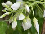 Wisteria brachybotrys 'Shiro-kapitan'