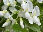 Wisteria brachybotrys 'Shiro-kapitan'