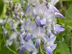 Wisteria floribunda 'Blue Dream'