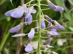 Wisteria floribunda 'Blue Dream'