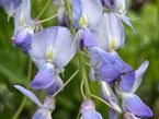 Wisteria floribunda 'Blue Dream'