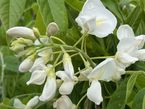 Wisteria sinensis 'Alba'