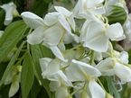 Wisteria sinensis 'Alba'