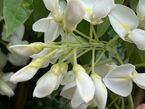 Wisteria sinensis 'Alba'