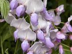 Wisteria sinensis 'Carolina'