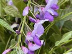 Wisteria sinensis 'Carolina'