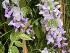 Wisteria sinensis 'Carolina'
