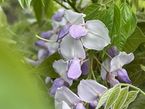 Wisteria sinensis 'Carolina'