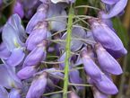 Wisteria sinensis 'Prolific'