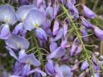 Wisteria sinensis 'Prolific'