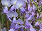 Wisteria sinensis 'Prolific'