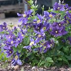 Clematis 'Friendship'