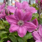 Clematis 'Pink Horizon'