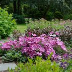 Clematis 'Pink Horizon'