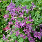 Clematis 'Pinocchio'