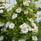 Clematis 'Polaris'