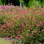 Clematis 'Scarlet Bells'