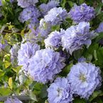Clematis 'Blue Ice Cream'