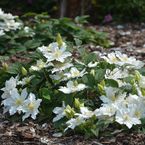 Clematis 'Brides Bouquet'