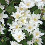 Clematis 'Brides Bouquet'