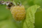 Himbeere 'Fallgold'