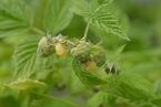 Himbeere 'Fallgold'