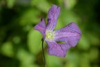 Clematis viticella