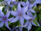 Clematis 'Elsa Spath'