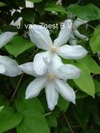 Clematis 'Jackmanii Alba'