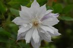 Clematis 'Jackmanii Alba'