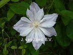 Clematis 'Jackmanii Alba'