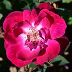 Cramoisi Supérieur Climber