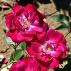 Cramoisi Supérieur Climber